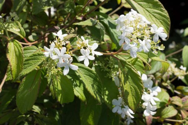 Viburnum plicatum 'Watanabe' Witte schermachtige bloemen Japanse sneeuwbal Heester