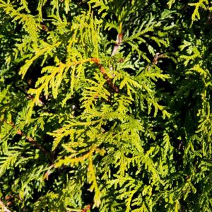 Thuja plicata 'Dura' Reuzenlevensboom Haagplant, Groenblijvend