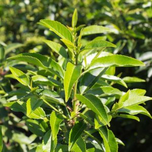 Prunus lusitanica 'Angustifolia' Bladhoudende Portugese laurier Haagplant
