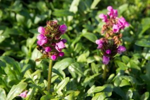 Prunella 'Gruss aus Isernhagen' Roze Bijenkorfje Zomerbloeier, Insectenplant Vasteplant