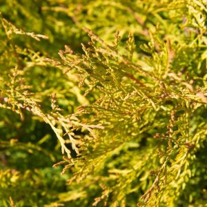 Thuja occidentalis 'Rheingold' Westerse Levensboom Geel groene conifeer Groenblijvend