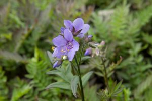 Polemonium 'Bressingham Purple' Blauw Paarse Jacobsladder Zomerbloeier, Insectenplant Vaste plant
