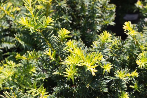 Taxus baccata 'Summergold' Venijnboom Geel groenblijvende conifeer