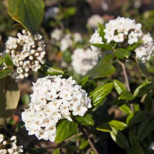 Viburnum burkwoodii Roze wit bloeiende Sneeuwbal Voorjaarsbloeier, Insectenplant Geurende Heester