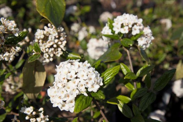 Viburnum burkwoodii Roze wit bloeiende Sneeuwbal Voorjaarsbloeier, Insectenplant Geurende Heester