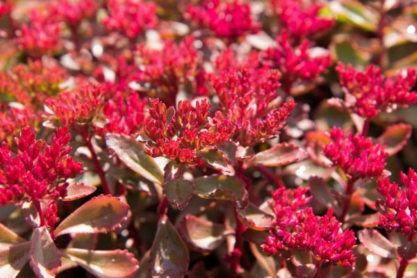 Sedum spurium 'Fuldaglut' Roze vetkruid Bladhoudend Rotsplant
