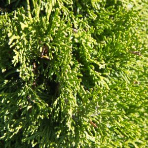 Thuja occidentalis 'Smaragd' Westerse Levensboom Haagplant, Groenblijvende conifeer