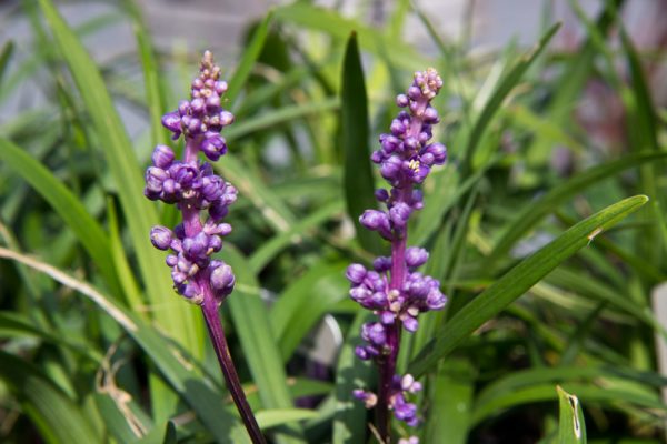 Liriope muscari 'Royal Purple' Leliegras Groenblijvend Najaarsbloeier