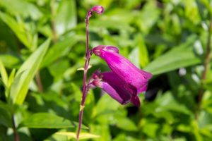 Penstemon 'Purple Passion' Slangenkop, Schildpadbloem Zomerbloeier