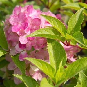 Hydrangea paniculata 'Vanille-Fraise'® Hortensia Pluimhortensia