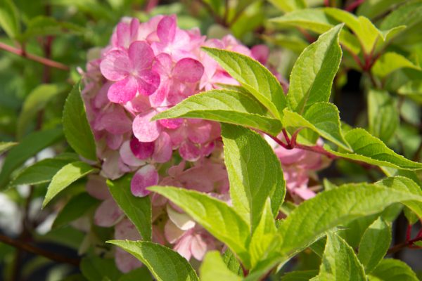 Hydrangea paniculata 'Vanille-Fraise'® Hortensia Pluimhortensia