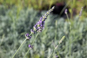 Lavandula intermedia Phenomenal Lavendel Insectenplant Vasteplant Zomerbloeier