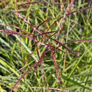 Miscanthus sinensis 'Roter Pfeil' Prachtriet Siergras