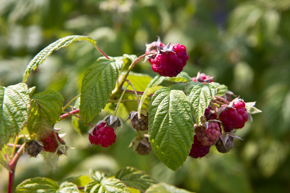 Rubus idaeus 'Autumn Bliss' Herfstframboos Framboos Eetbaar Rood