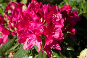 Rhododendron 'Nova Zembla' - Wintergroen heester