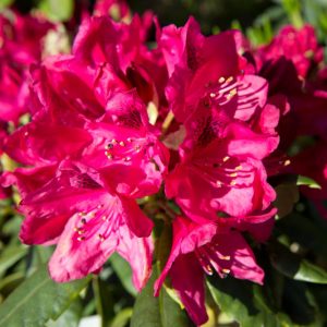 Rhododendron 'Nova Zembla' - Wintergroen heester