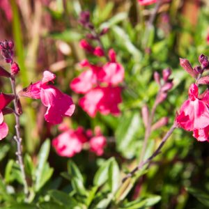 Salvia greggii 'Lipstick' Salie Herfstsalie Lipbloemig Vasteplant