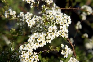 Spiraea nipponica 'Snowmound' Witbloeiende Spierstruik, Japanse spirea Voorjaarsbloeier