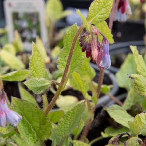 Symphytum grandiflorum ‘Hidcote Blue’ - Vaste plant