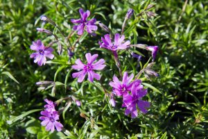 Phlox subulata 'Purple Beauty' Kruipphox Bodembedekker Voorjaarsbloeier Vasteplant