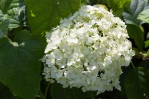 Hydrangea arborescens 'Annabelle 'Hortensia, Grote witte bollen