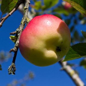 Malus domestica ´Groninger Kroon´ Hand en Moesappel Appel Fruitboom