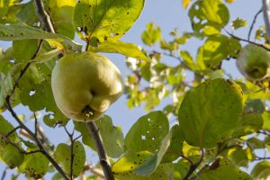 Cydonia oblonga 'Leskovacz' Kweepeer Fruitboom Eetbaar