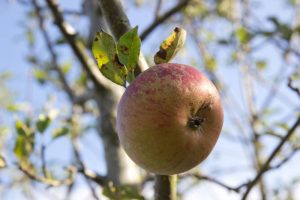 Malus domestica 'Cox's Orange Pippin' Appel Fruitboom Handappel