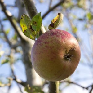Malus domestica 'Cox's Orange Pippin' Appel Fruitboom Handappel