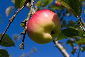 Malus domestica ´Groninger Kroon´ Appel Hand Moesppel Fruitboom
