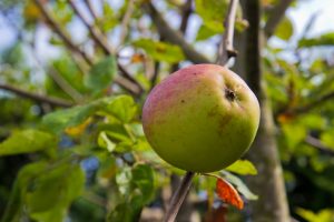 Malus domestica 'Luntersche pippeling' Appel Handappel en moesappel Fruitboom