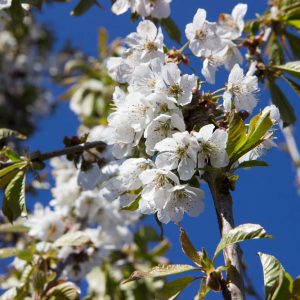 Prunus avium 'Early Rivers' - Fruitboom - Kers - Wit