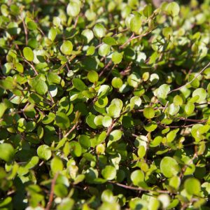 Muehlenbeckia axillaris 'Nana' Draadwijn Bodembedekker Vaste plant