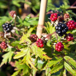 Rubus fruticosus 'Thornless Evergreen' - Braam - Braambes - Voedsel bos