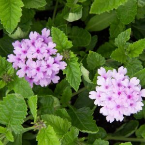 Verbena 'Seabrooks Lavender' - Vaste plant