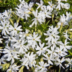 Phlox subulata 'Snowflake' - Kruipphlox - Vaste plant - Wintergroen