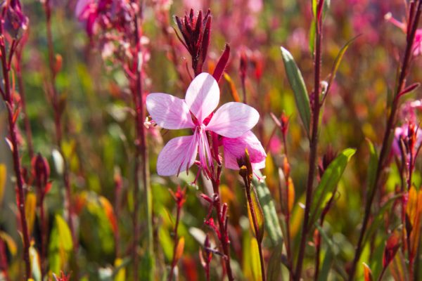 Gaura lindheimeri 'Siskyou Pink' Lindheimers prachtkaars vaste plant roze zon, halfschaduw Zomerbloeier, Najaarsbloeier