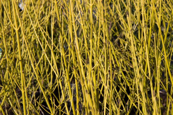 Cornus sericea 'Flaviramea' Canadese kornoelje heerster wit zon, halfschaduw, schaduw Schaduw