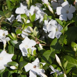 Vinca minor 'Alba' Maagdenpalm vaste plant wit zon, halfschaduw, schaduw Voorjaarsbloeier, Bodembedekker, Schaduw