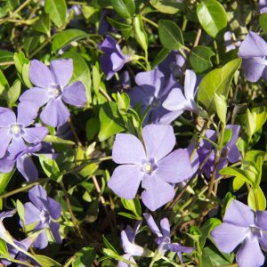 Vinca minor Maagdenpalm vaste plant blauw, paars zon, halfschaduw, schaduw Voorjaarsbloeier, Bodembedekker, Schaduw