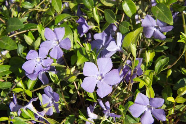 Vinca minor Maagdenpalm vaste plant blauw, paars zon, halfschaduw, schaduw Voorjaarsbloeier, Bodembedekker, Schaduw