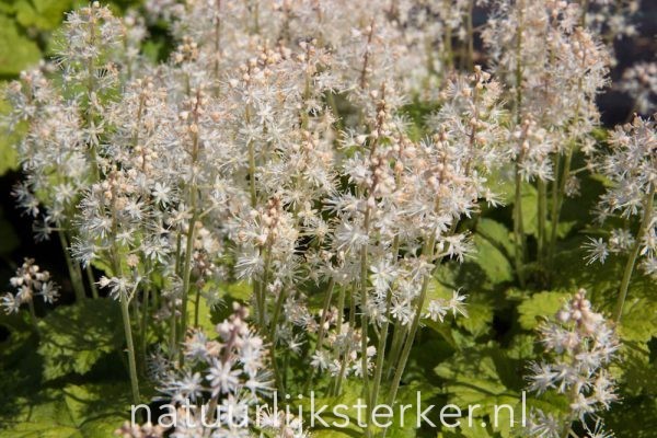 Tiarella cordifolia Schuimbloem, Perzische muts vaste plant wit halfschaduw, schaduw Voorjaarsbloeier, Schaduw