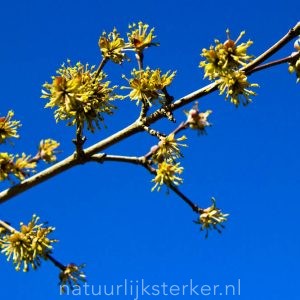 Cornus 'Mas' Gele kornoelje heerster geel zon, halfschaduw, schaduw Voorjaarsbloeier, Haagplant