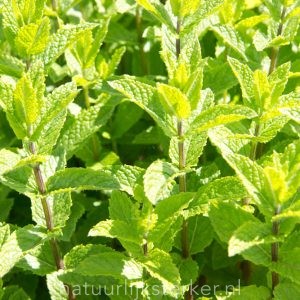 Mentha spicata 'Moroccan' Munt vaste plant lila zon, halfschaduw, schaduw Eetbaar, Kruiden, Insectenplant