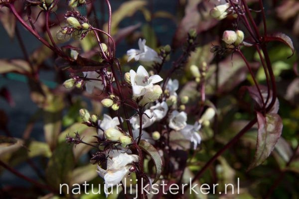 Penstemon digitalis 'Husker Red' Slangenkop, Schildpadbloem vaste plant roze, wit zon, halfschaduw Zomerbloeier