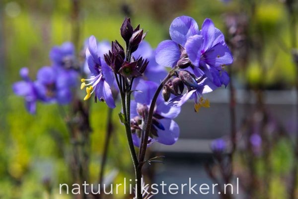 Polemonium 'Bressingham Purple' Jacobsladder vaste plant blauw, paars zon, halfschaduw Voorjaarsbloeier, Zomerbloeier, Insectenplant