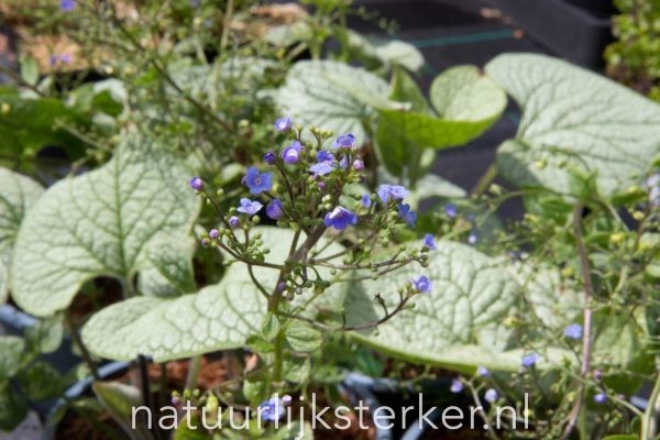 Brunnera macrophylla 'Sea Heart'® Kaukasische vergeet-me-nietje vaste plant blauw halfschaduw, schaduw Voorjaarsbloeier