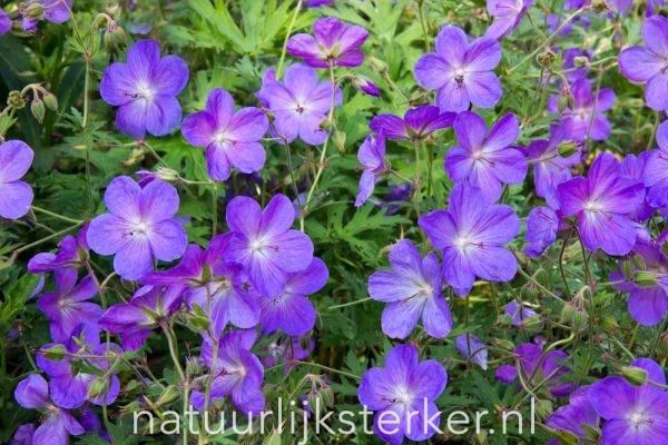 Geranium hybride 'Johnson's Blue' Ooievaarsbek vaste plant blauw, paars zon, halfschaduw, schaduw Zomerbloeier, Najaarsbloeier
