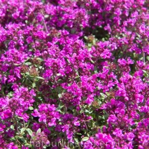 Thymus praecox 'Red Carpet' Kruiptijm, Kleine tijm vaste plant paars, rood zon, halfschaduw Zomerbloeier, Bodembedekker, Insectenplant