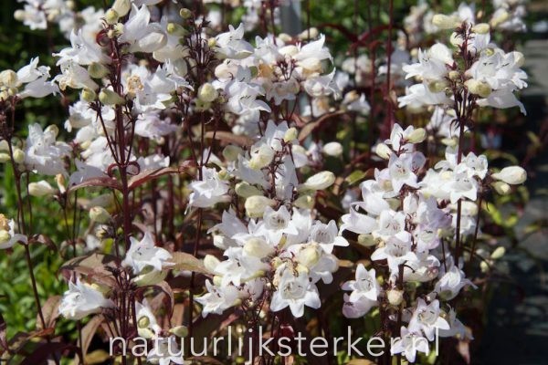 Eupatorium rugosum 'Chocolate' Koninginnekruid of Leverkruid vaste plant wit zon, halfschaduw Zomerbloeier, Najaarsbloeier, Insectenplant